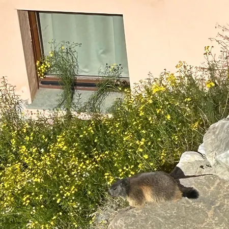 La Marmotta Bianca In Out Lägenhet