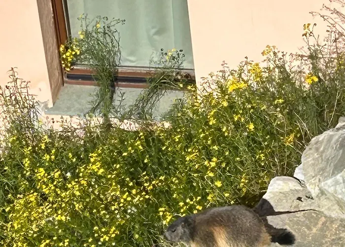 La Marmotta Bianca In Out 아파트